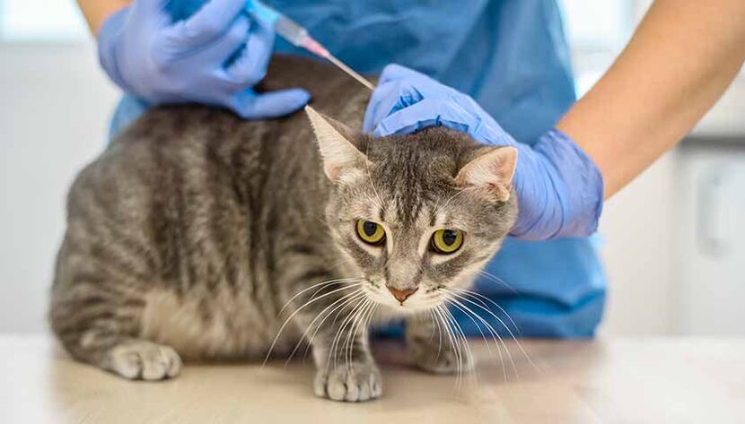 Diabetes mellitus bei einer Katze